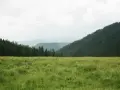 Zielona, bujna trawa na łąkach trwałych, co to znaczy? To naturalne, nieuprawiane tereny, otoczone lasem i górami.