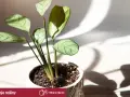 Kalatea z pięknymi, pasiastymi liśćmi w doniczce. Różne odmiany kalatei zachwycają wzorami.