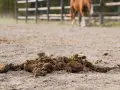 Un tas de crottin de cheval sur le sol sablonneux d'une carrière, avec un cheval en arrière-plan.