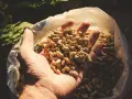 Mano che tiene un pugno di pellet, combustibile ecologico.