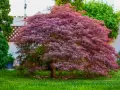 Klon palmowy odmiany o purpurowych, postrzępionych liściach, tworzący gęstą koronę nad soczystą zieloną trawą.