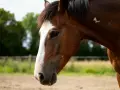 Profil d'un cheval brun avec une large liste blanche sur le nez. Il est dans un pré, le crépuscule approche.