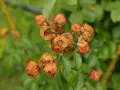 Fleurs de roses desséchées, signe d'une maladie des rosiers. Peut-être un remède de grand-mère pourrait les sauver.