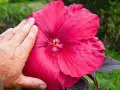 Una mano toca una enorme flor de escorpio de color rosa intenso, mostrando su tamaño y delicados pétalos.