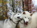 Czy husky jest agresywny? Odkryj prawdę o ich zachowaniu