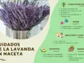 Ramo de lavanda en maceta metálica, con consejos sobre cuidados: riego, ubicación, sustrato y abono.