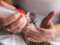 Małe kotki po urodzeniu, karmione z butelki. Delikatne dłonie pomagają maleństwu pić.