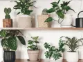 Estantería con varias plantas en macetas. Un cactus en tronco, una planta de hojas grandes y un anturio, que es de sol o sombra, según su variedad.