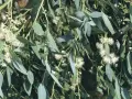 Eukalyptus vermehren: zarte weiße Blüten und lange, graugrüne Blätter an einem Ast.