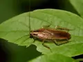 Cucaracha marrón sobre hoja verde. El ozono mata las cucarachas, pero esta parece estar bien.