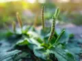 Plante de plantain aux épis floraux verts et bruns, rappelant les nombreux plantain bienfaits pour la santé.