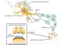 Schemat budowy neuronów: dendryty, soma, akson z osłonką mielinową, zakończenie aksonu i synapsa z neuroprzekaźnikami.