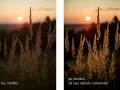Złota godzina w fotografii. Trawa w słońcu, po obróbce nabrała ciepłych, złotych barw.