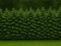 Gęsty, zielony żywopłot ze świerku pospolitego tworzy naturalną barierę.