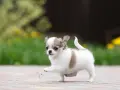 Urocze małe psy krótkowłose, szczenię chihuahua, stawia pierwsze kroki na chodniku, z zielenią i żółtymi kwiatami w tle.