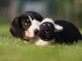 Uroczy szczeniak rasy entlebucher z pluszową owieczką. Zastanawiasz się nad entlebucher cena?