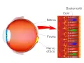 Illustrazione dell'occhio e della retina, con dettagli su coni e bastoncelli. Le cause della retinite pigmentosa sono legate a difetti in queste cellule.