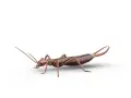 Un insecto tijereta de color marrón rojizo, con antenas largas y pinzas distintivas en su abdomen, se muestra en un fondo blanco.