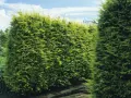 Gęsty, zielony cyprys na żywopłot tworzy naturalną barierę w ogrodzie.