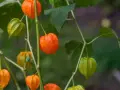 Pomarańczowe i zielone lampiony miechunki rozdętej zwisają z gałązek, tworząc jesienny bukiet.