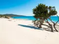 Dune sabbiose e un ginepro contorto su una delle splendide spiagge Sardegna, con mare turchese e cielo azzurro.