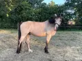 Un magnifique cheval louvet, au pelage clair et à la crinière sombre, se tient dans un pré verdoyant.