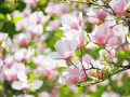 Vacker magnolia i full blom. En perfekt tid att plantera magnolia för att njuta av dessa rosa skönheter.