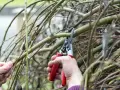 Hände schneiden Harlekinweide-Zweige mit einer roten Gartenschere.