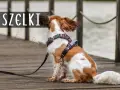 Obroża czy szelki dla dużego psa – co wybrać dla bezpieczeństwa?
