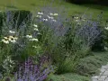 En vacker rabatt med vita solhattar, lila perovskia och en perenn som liknar chokladblomma.