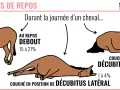 Mon vieux cheval se couche souvent. L'image montre un cheval au repos debout, couché sur le sternum et couché sur le flanc, illustrant les différentes postures de repos d'un cheval.