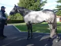 Un homme tient un magnifique cheval gris tacheté, un éphèbe pour toujours, sous un ciel bleu.