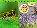 Curiosidades de las avispas: un insecto en una hoja, limones con clavos y lavanda.