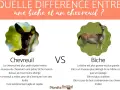 Un chevreuil, petit et agile, face à une biche, plus grande et craintive. L'image compare ces deux cervidés.
