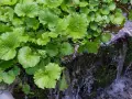 Grüne, herzförmige Blätter der Wasabi-Pflanze wachsen üppig am Ufer eines plätschernden Baches. Kleine weiße Blüten sind zwischen den Blättern zu sehen.