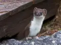 Donnola curiosa spunta da sotto un riparo di legno, forse in cerca di prede come piccoli animali che mangiano le galline.