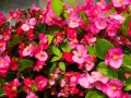 Kaskada różowych kwiatów begonia solenia, z żółtymi środkami i zielonymi liśćmi, tworzy barwny kobierzec.
