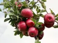 Krzewy zimowej odmiany jabłoni obdarzone obfitym plonem soczystych, czerwonych jabłek.