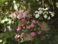 Härliga blommor i ampel utomhus, med rosa och vita blommor som hänger från en trävägg.