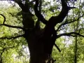 Eine dicke Marie, ein alter Baum mit knorrigen Ästen, ragt in den sonnendurchfluteten Wald.