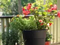 Piękne czerwone kwiaty na balkon, w donicy obok żółtych i zielonych roślin. Słońce pięknie oświetla kompozycję.