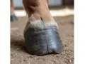 Gros plan sur le sabot noir d'un cheval, montrant une fissure visible. Le poil brun clair du cheval est visible au-dessus du sabot.