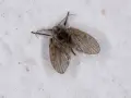 Mały, włochaty owad, przypominający ćmianki, siedzi na białej, chropowatej powierzchni.