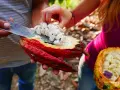 Main de femme retirant des fèves de cacao crues d'une cabosse rouge vif. Attention, le cacao cru peut présenter un danger.