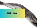 Miruna to ryba morska, drapieżna, o wydłużonym ciele i charakterystycznym pysku.