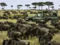 Tysiące gnu wędrują przez sawannę, a na ich tle zielony jeep z turystami obserwuje to zjawisko. Wielka migracja zwierząt w pełni.