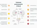 Schemat powstawania infekcji, od zanieczyszczenia do zapalenia pęcherza i nerek. Bakterie uropatogenne kolonizują cewkę moczową, pęcherz, a następnie nerki.