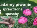 Jak sadzić piwonie, aby uniknąć najczęstszych błędów w ogrodzie