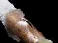 A copper pipe, partially covered in ice, shows a split from a frozen pipe repair. Water droplets cling to the damaged metal.