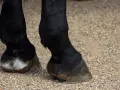 Pieds d'un cheval noir sur un sol gravillonné. Le sabot long et imposant de ce cheval suggère une force tranquille.